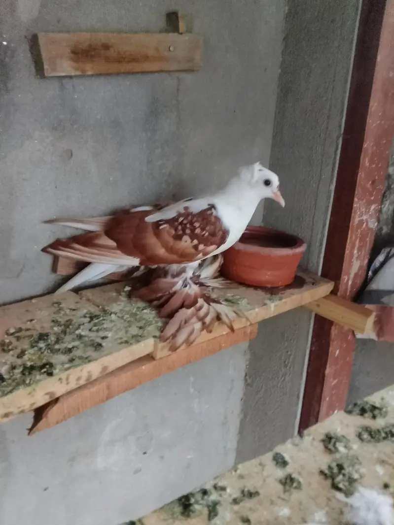 red swallow A+ quality pair wts03259790938 — photo 9