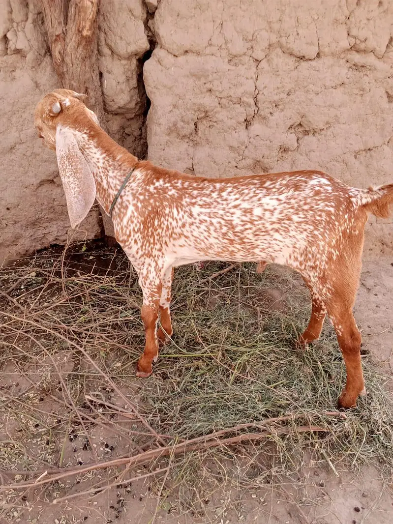 Makkah Chini Bakra For Sale _ 03262867305 — photo 2