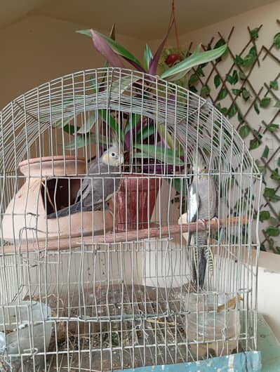 I'm selling cocktail parrot