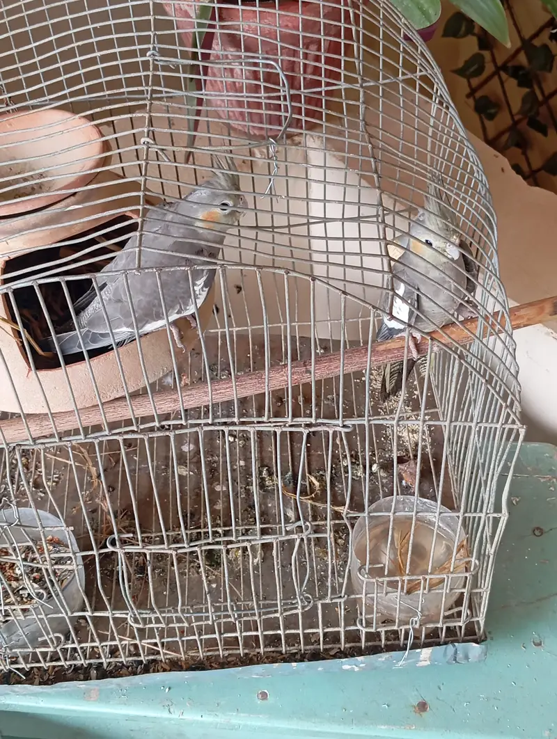 I'm selling cocktail parrot — photo 2