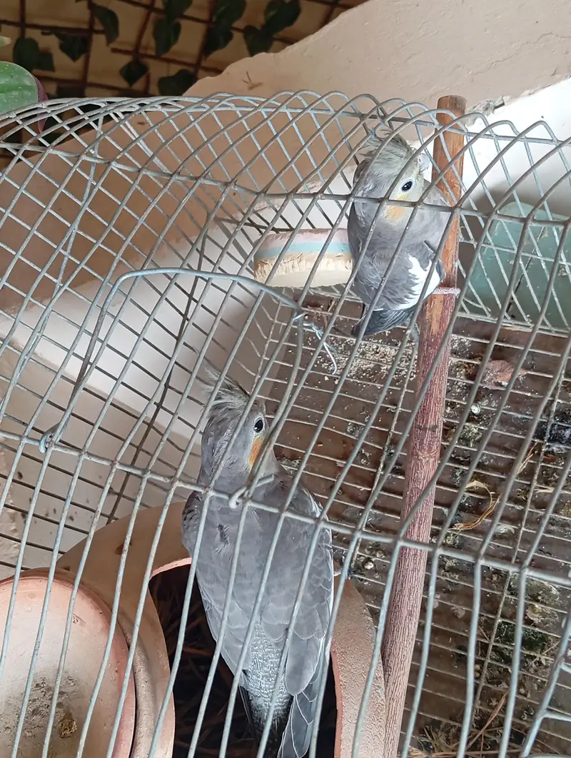 I'm selling cocktail parrot — photo 3