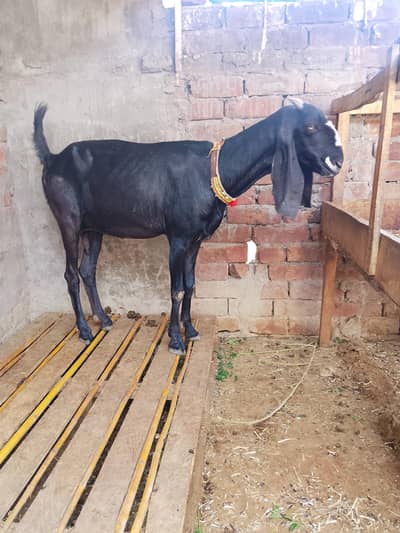 Dase Bakri