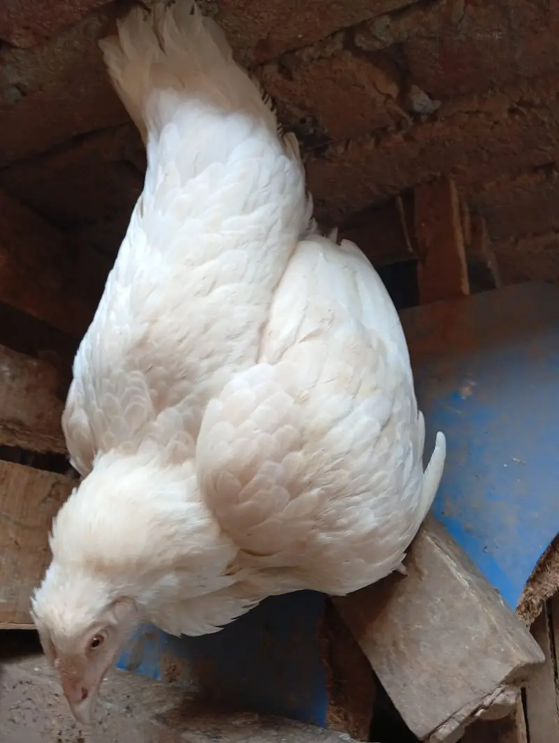 kruk paper white madi — photo 10
