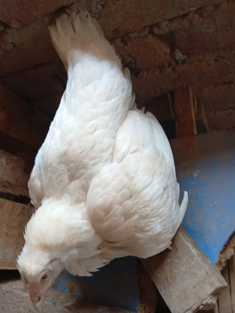 kruk paper white madi — photo 12