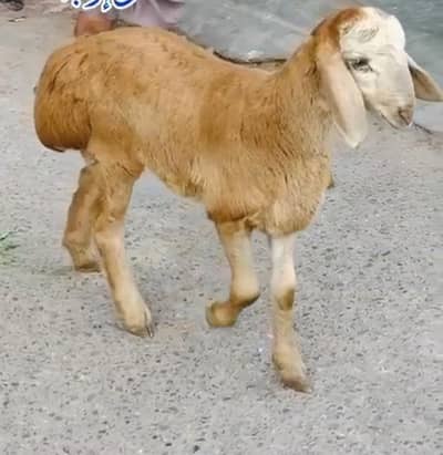 High Quality Pure Turkey Kid