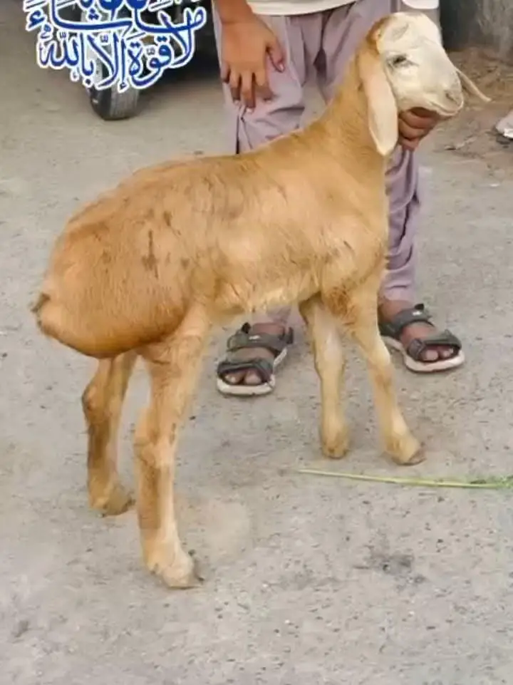 High Quality Pure Turkey Kid — photo 3
