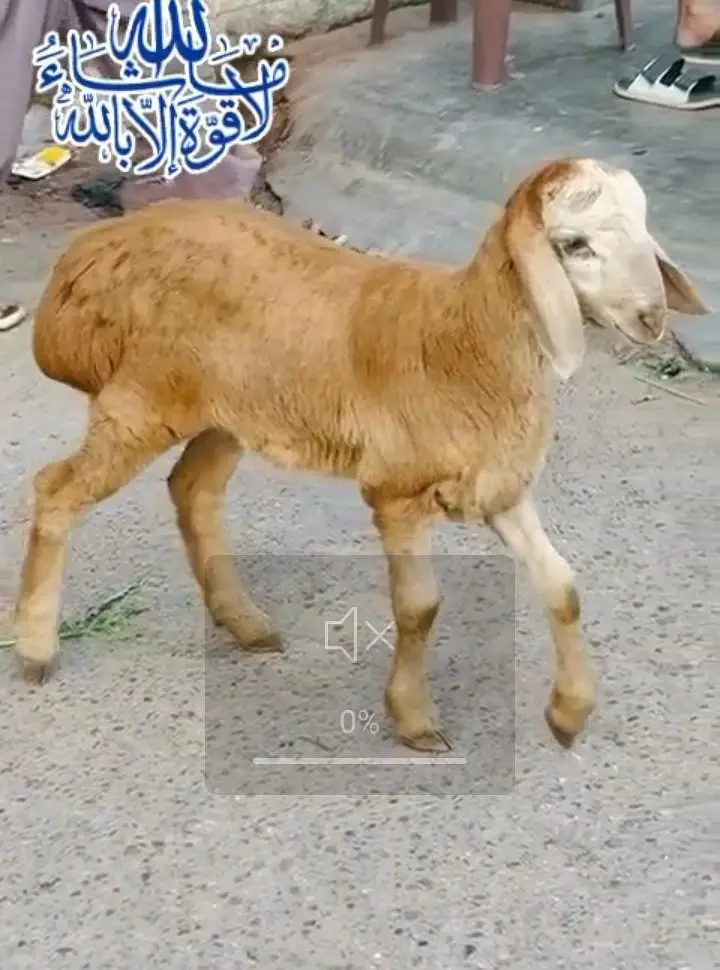 High Quality Pure Turkey Kid — photo 4