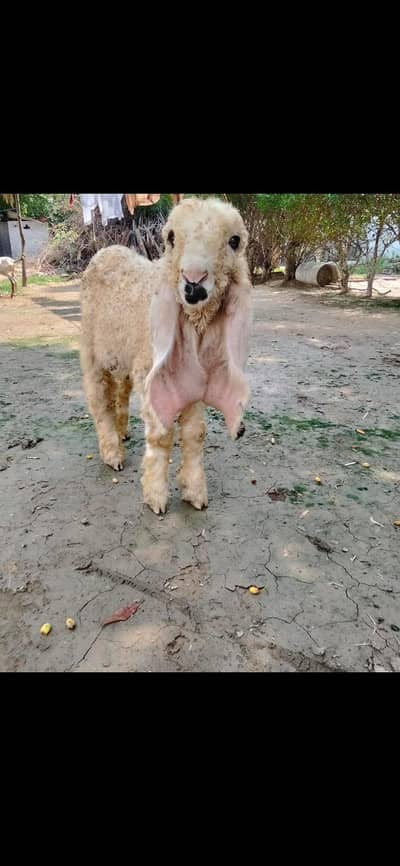 Sheep kajla |female |Bakra | Beetal  | Chatra