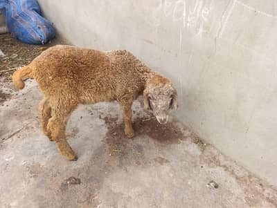 bakra bakriya for sale