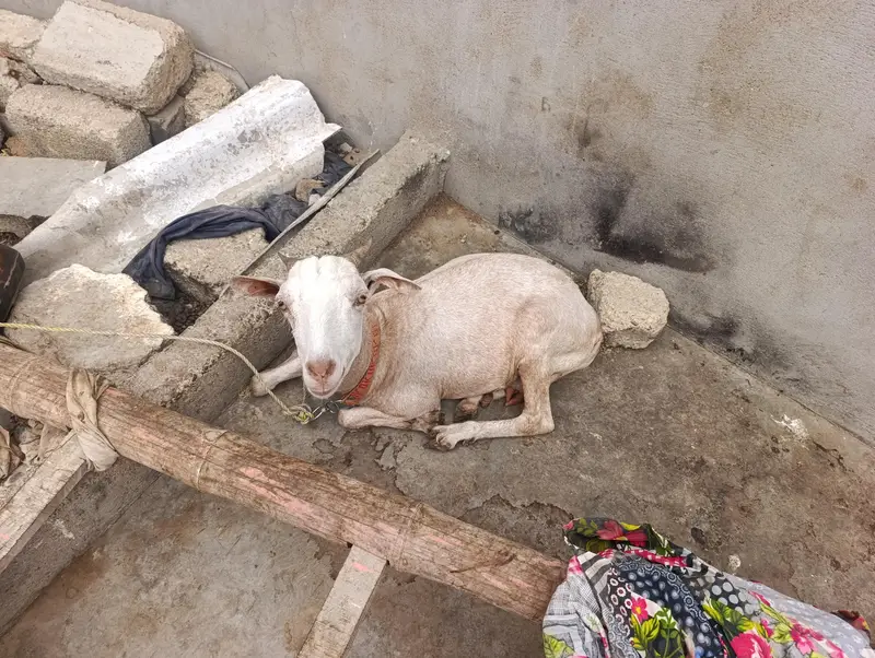 bakra bakriya for sale — photo 2