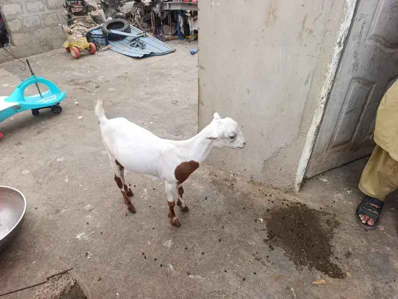 bakra bakriya for sale — photo 3