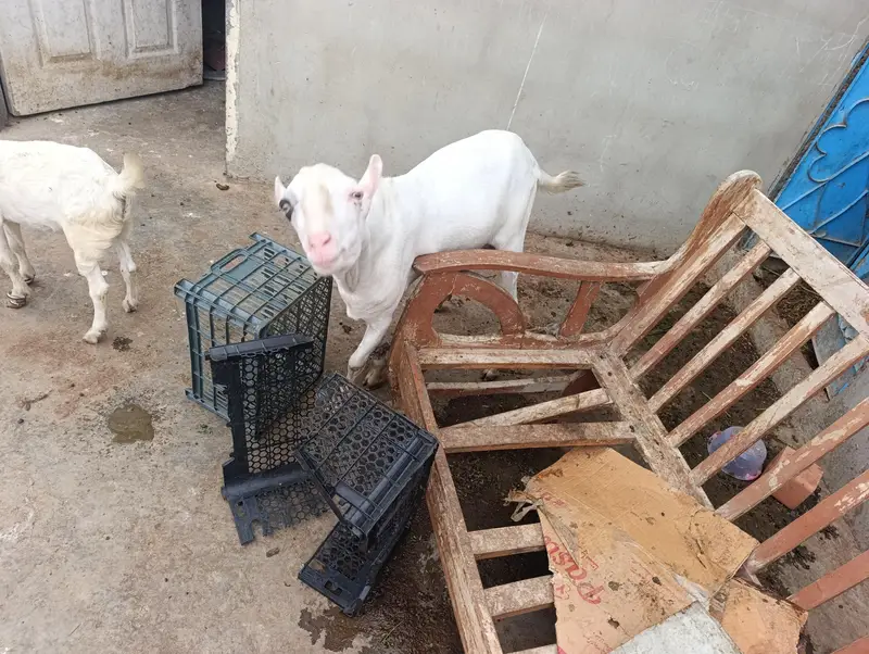 bakra bakriya for sale — photo 4