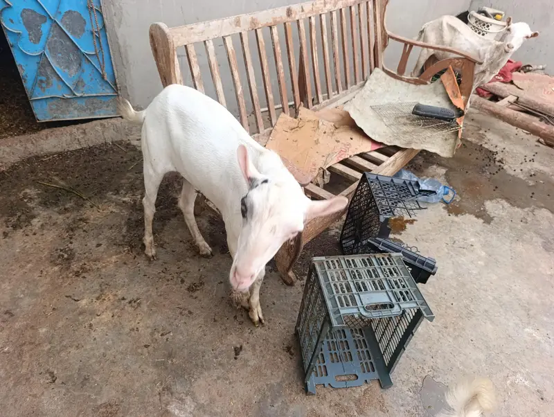 bakra bakriya for sale — photo 5