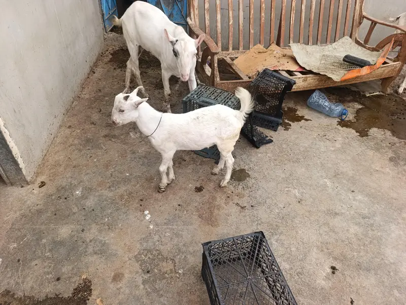 bakra bakriya for sale — photo 6