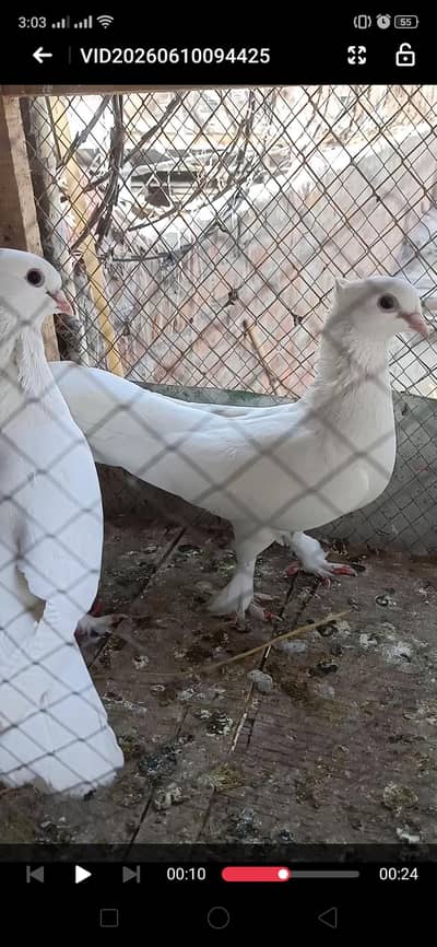 white fancy pigeon breeder pair.