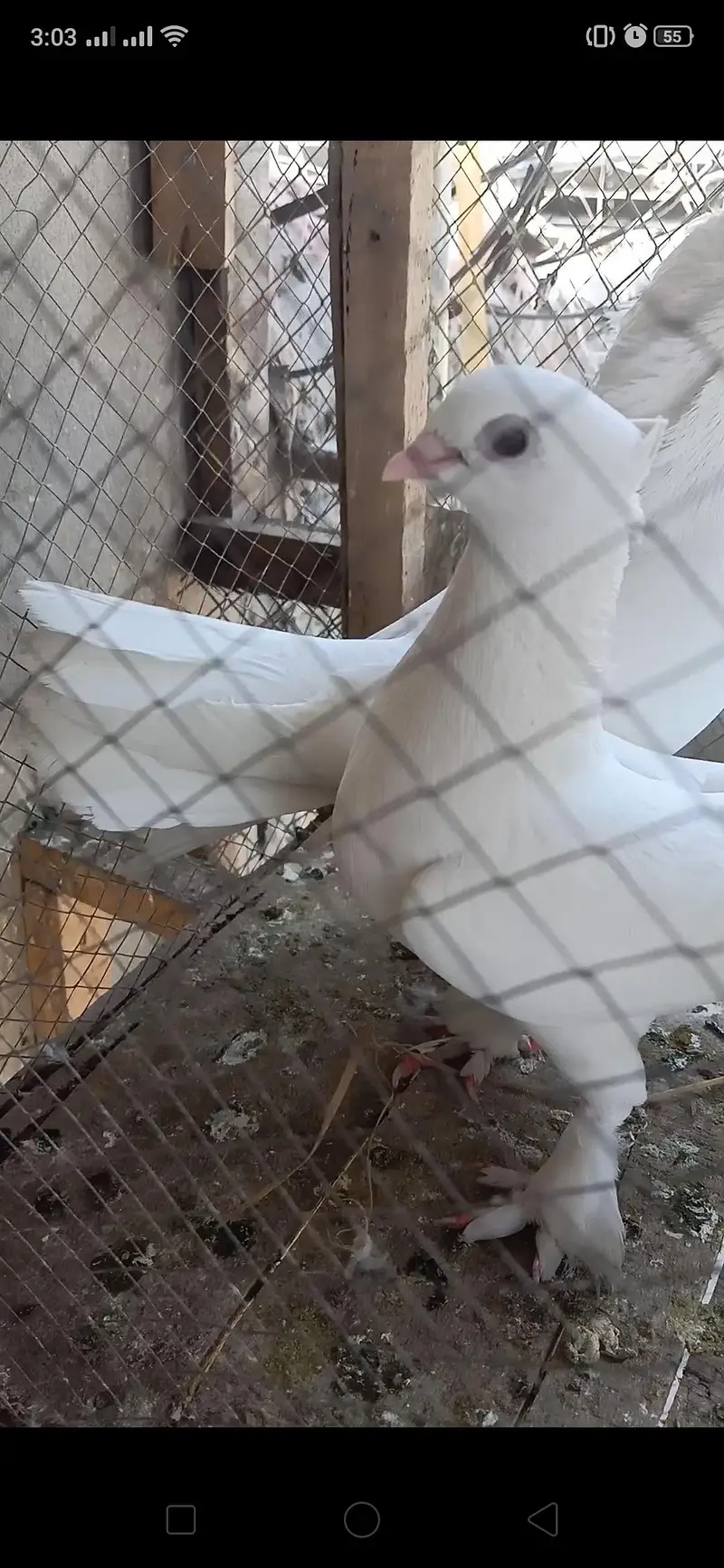 white fancy pigeon breeder pair. — photo 2