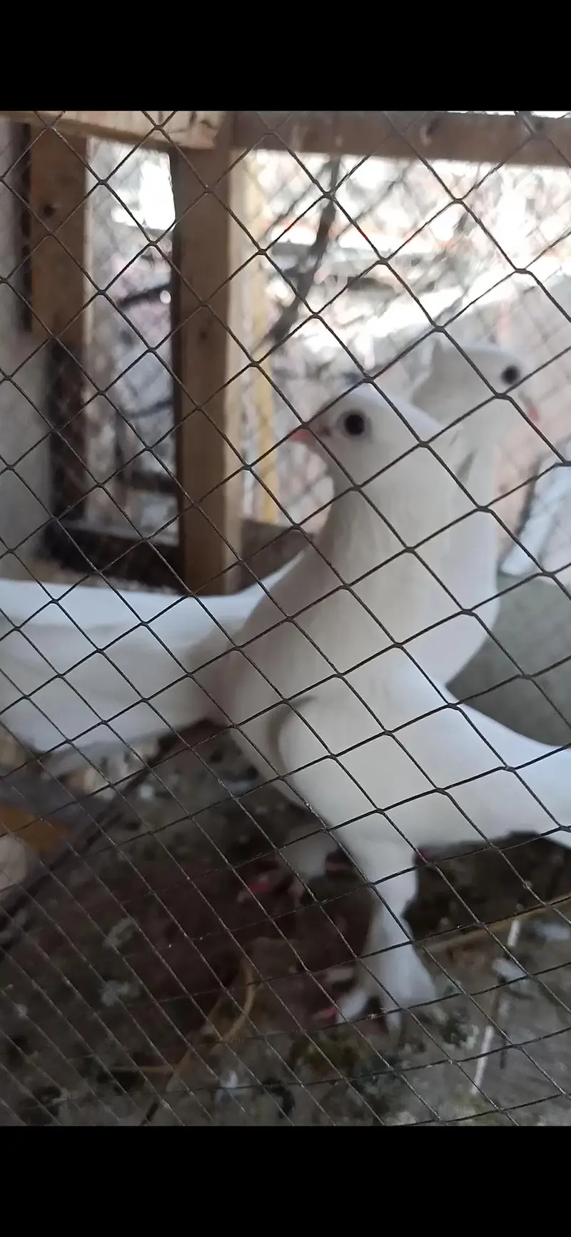 white fancy pigeon breeder pair. — photo 3