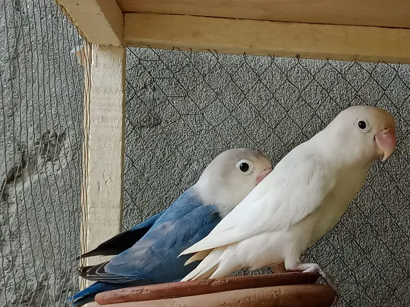 Breeder pairs crossing videos bhi hain — photo 3