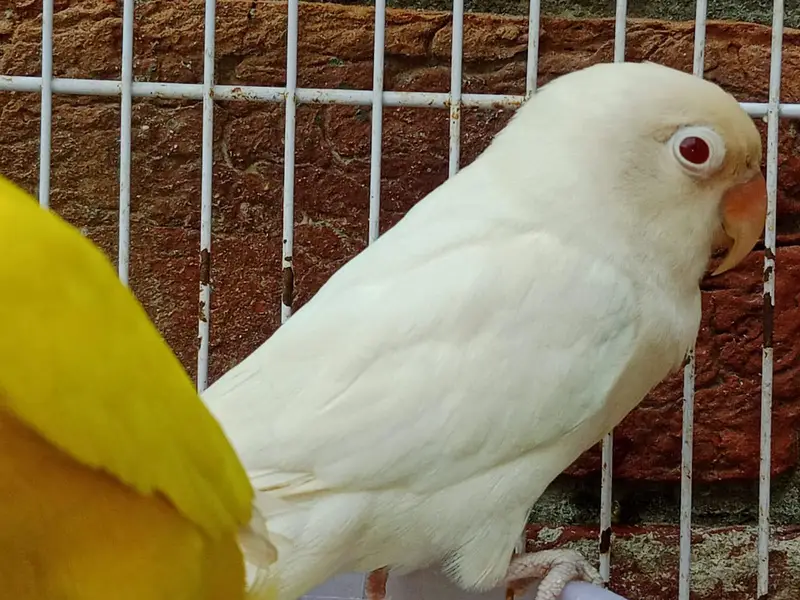 Breeder pairs crossing videos bhi hain — photo 6