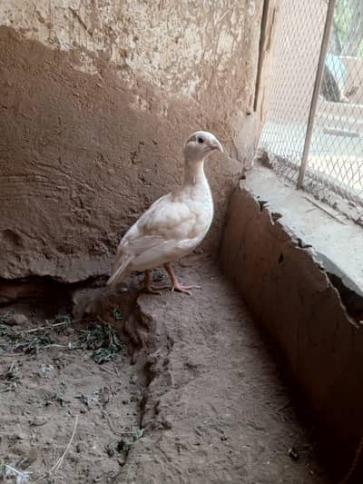 White Irani Female Teetar | 1.5 Years | Breeder | Healthy