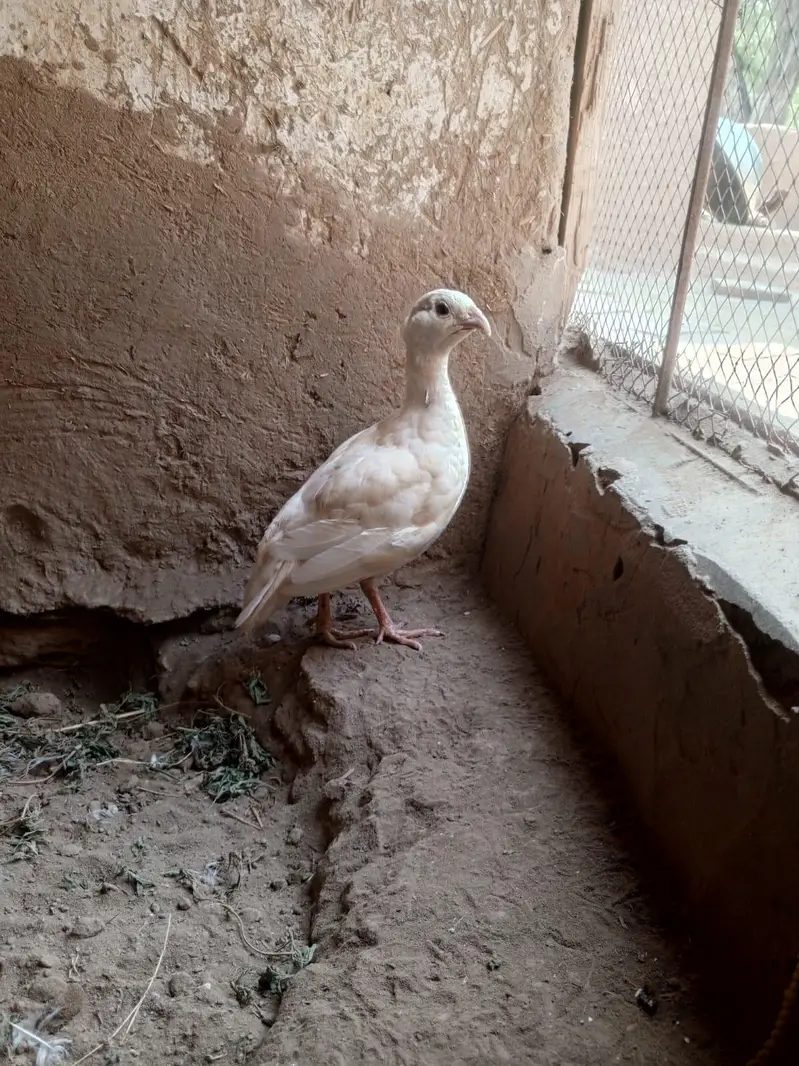 White Irani Female Teetar | 1.5 Years | Breeder | Healthy