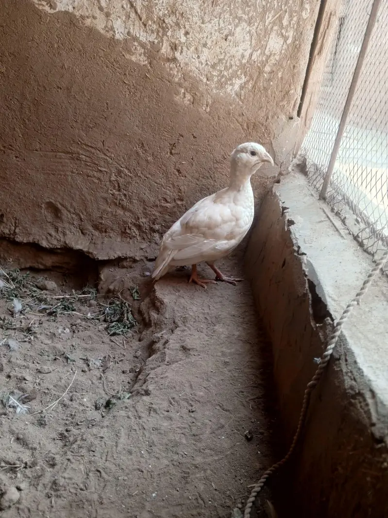 White Irani Female Teetar | 1.5 Years | Breeder | Healthy — photo 2