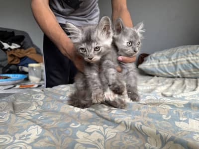 Persian  Kittans