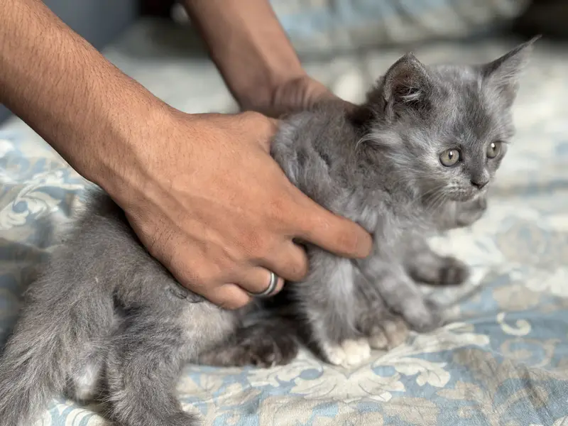 Persian  Kittans — photo 2