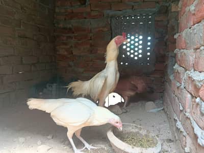 Heera aseel pair for sale