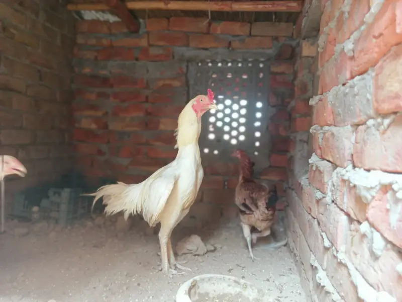 Heera aseel pair for sale — photo 2
