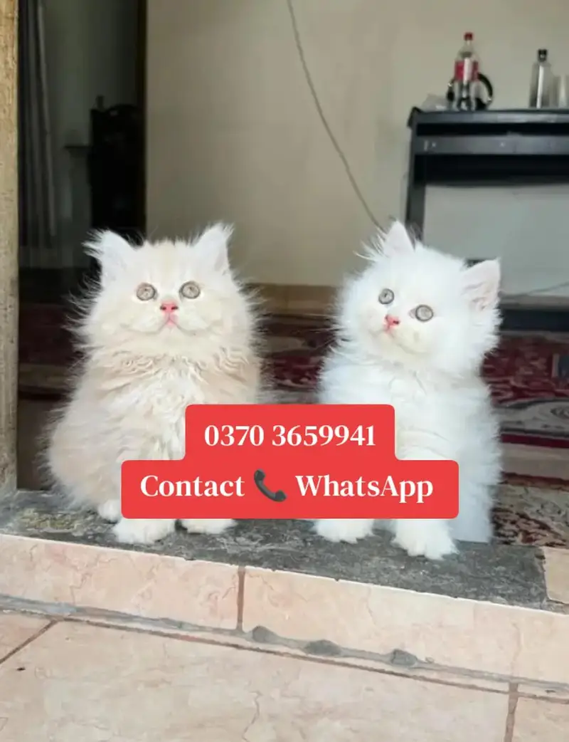Persian kitten for sale — photo 2