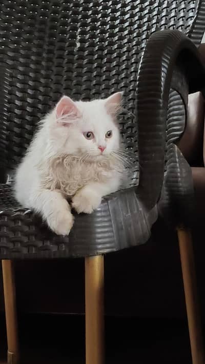 2 Pure Persian female kittens