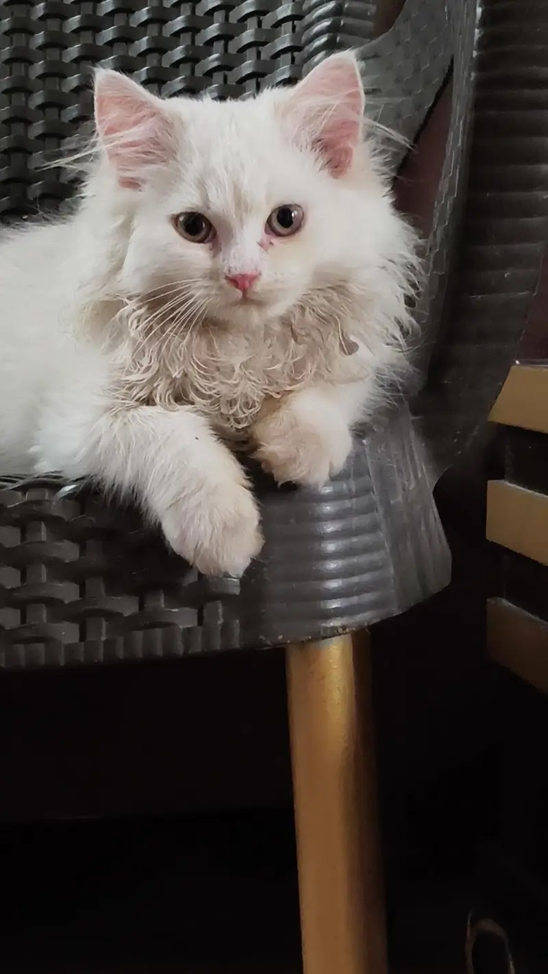 2 Pure Persian female kittens — photo 2