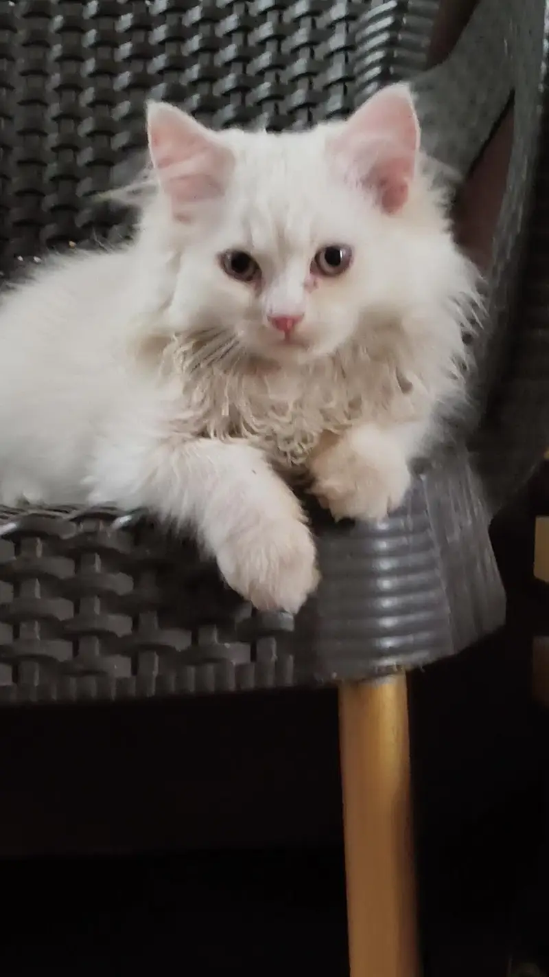 2 Pure Persian female kittens — photo 3
