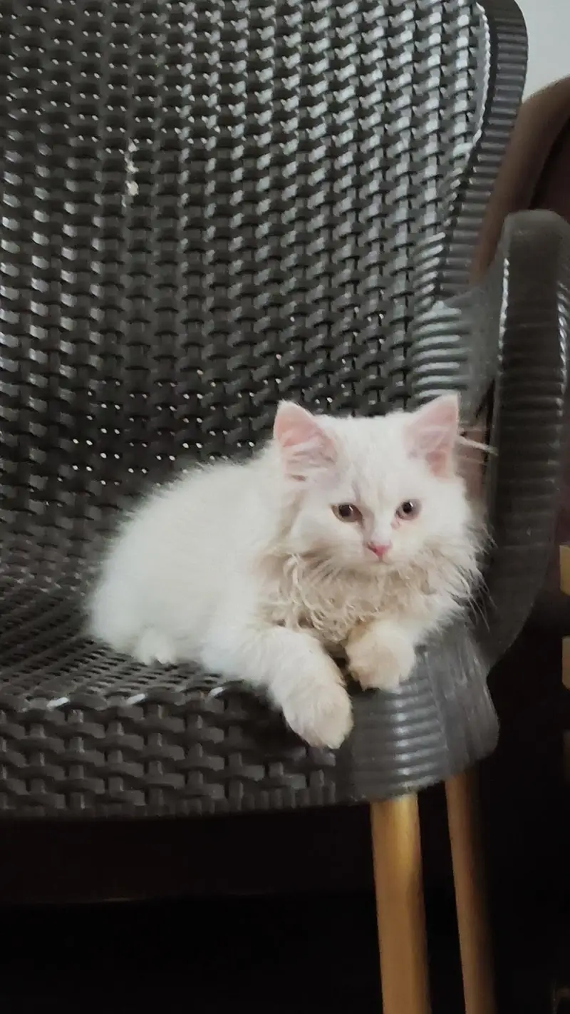 2 Pure Persian female kittens — photo 4