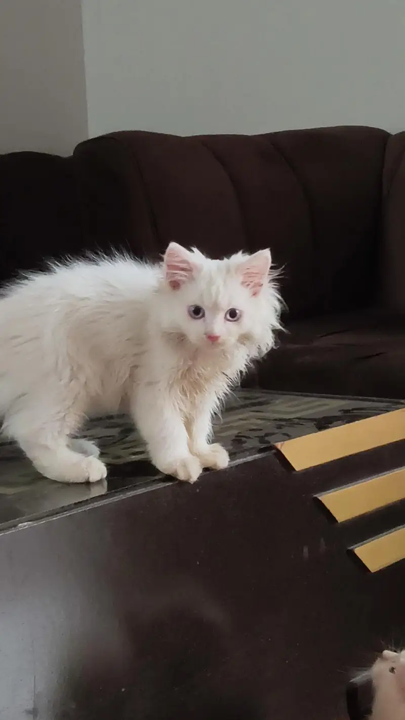2 Pure Persian female kittens — photo 5