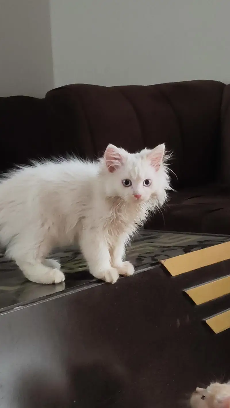 2 Pure Persian female kittens — photo 6