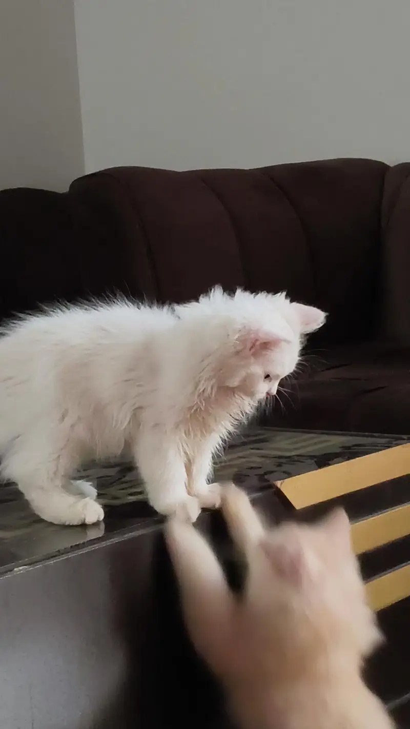 2 Pure Persian female kittens — photo 7