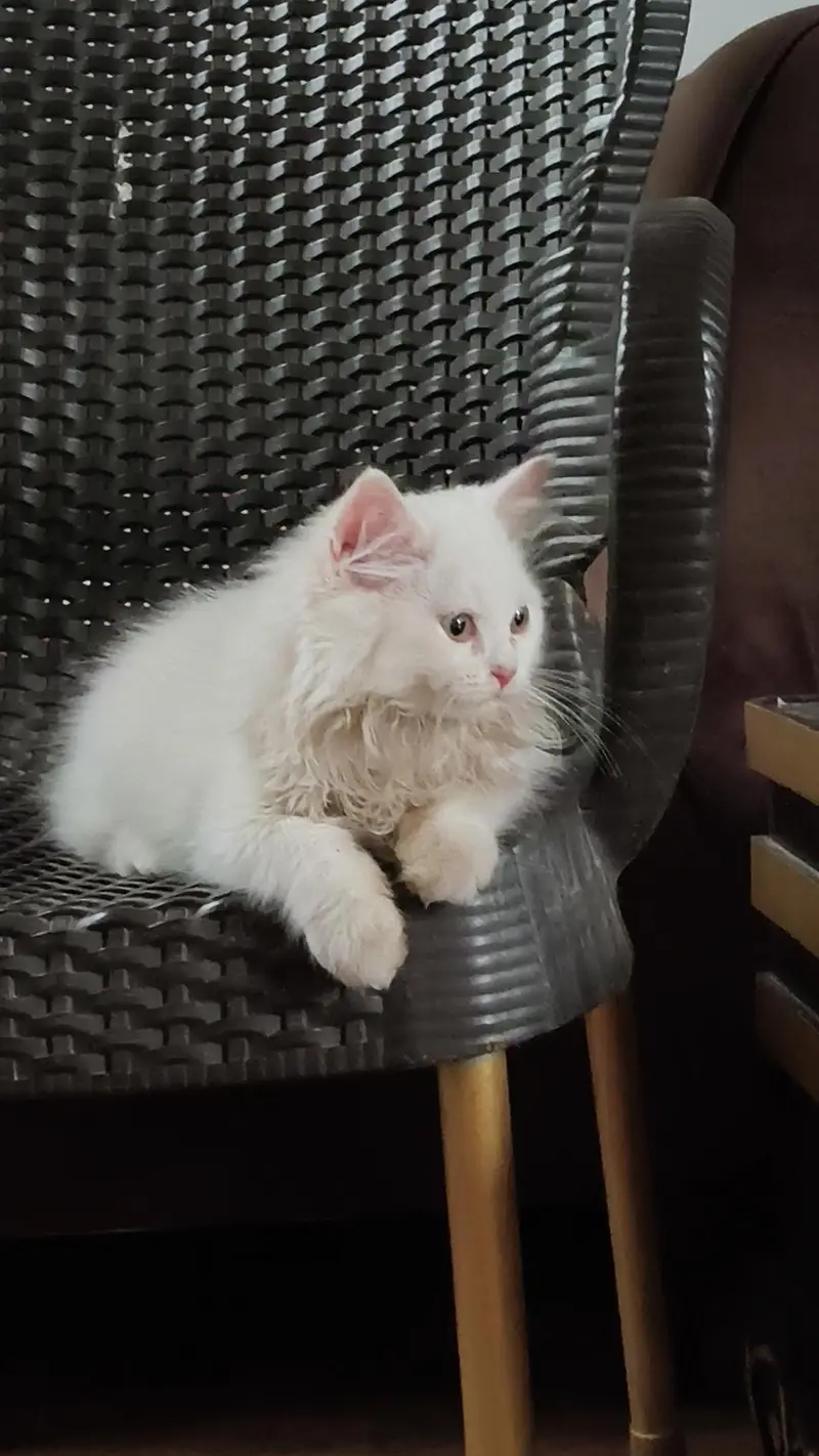 2 Pure Persian female kittens — photo 8
