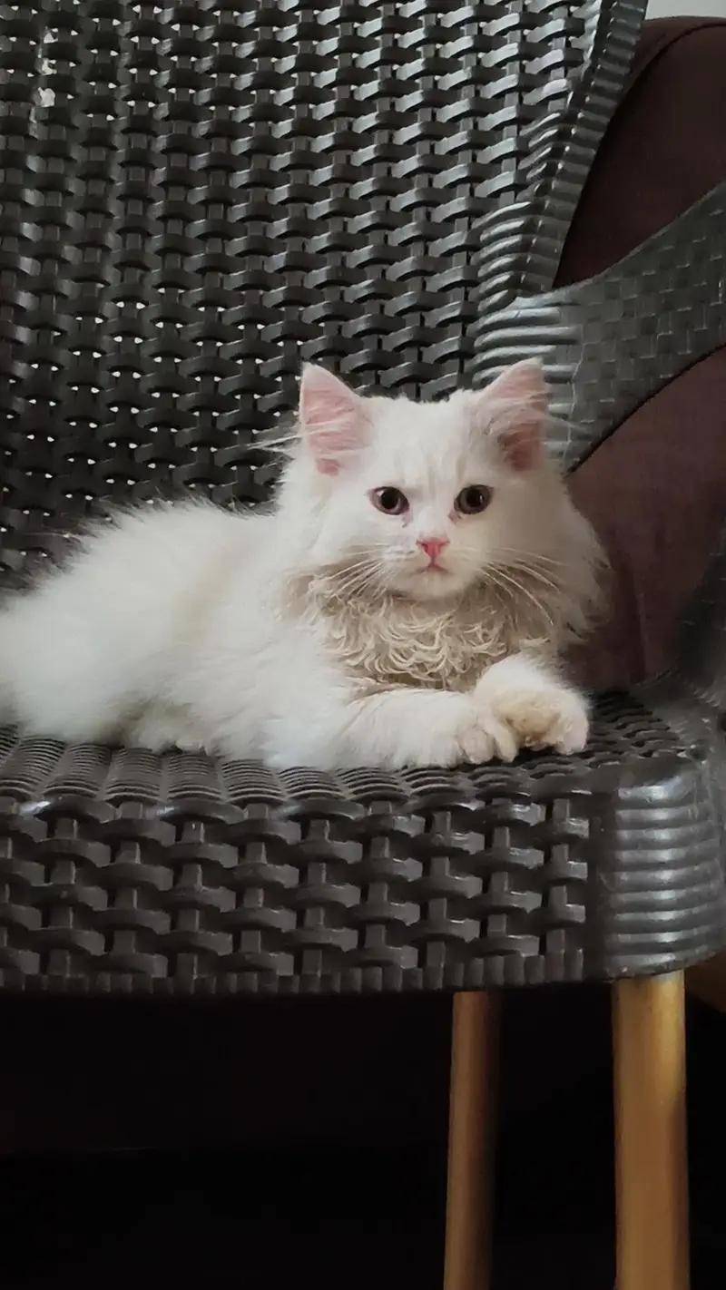 2 Pure Persian female kittens — photo 9