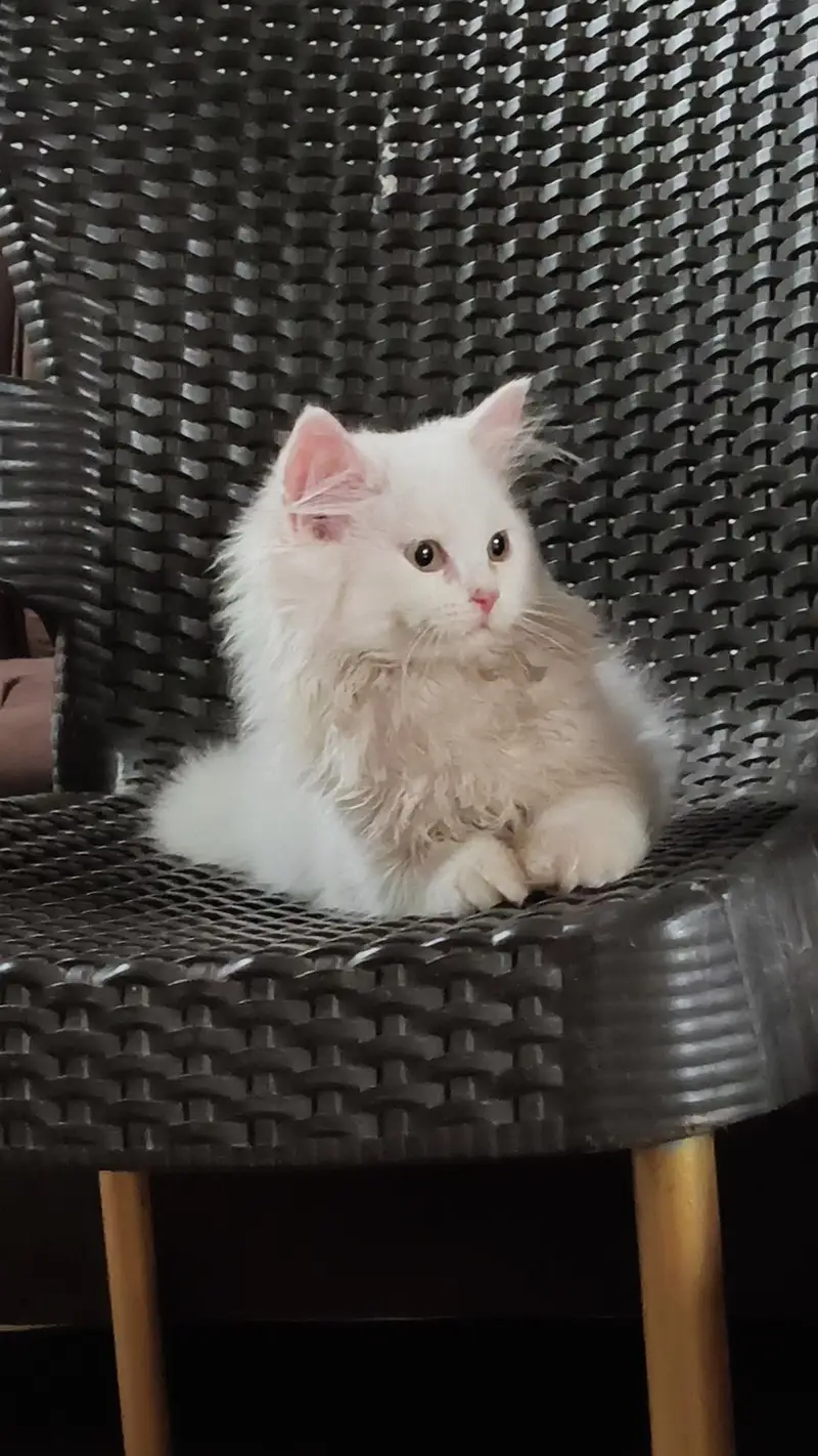 2 Pure Persian female kittens — photo 10