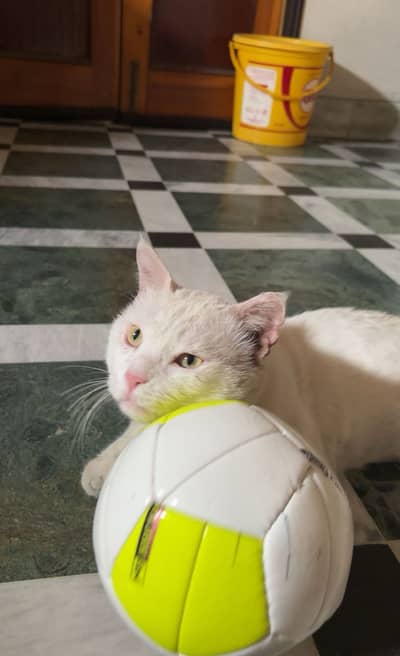 Male cat for adoption
