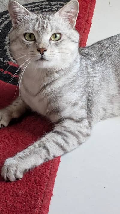 British Short Hair Male Cat / Kitten