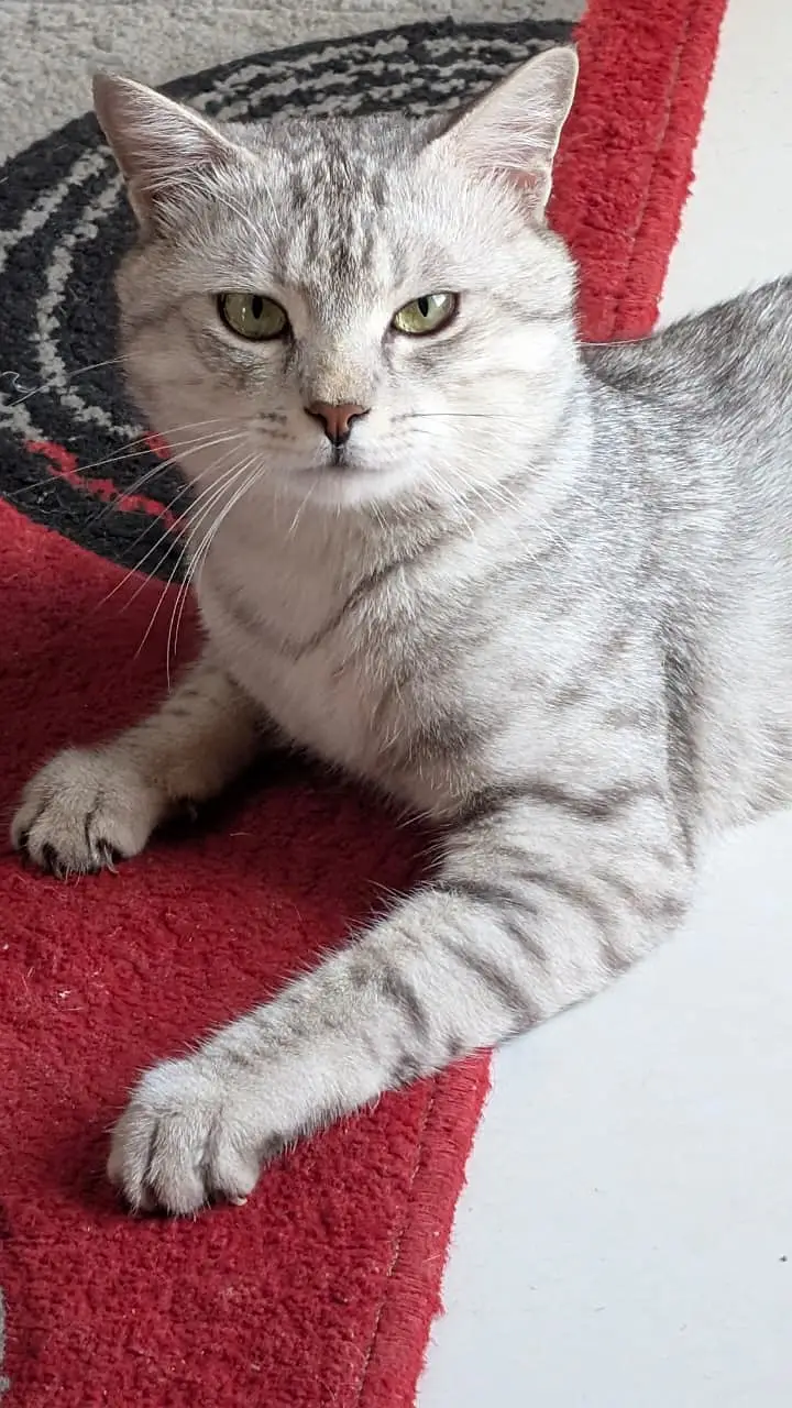 British Short Hair Male Cat / Kitten — photo 2