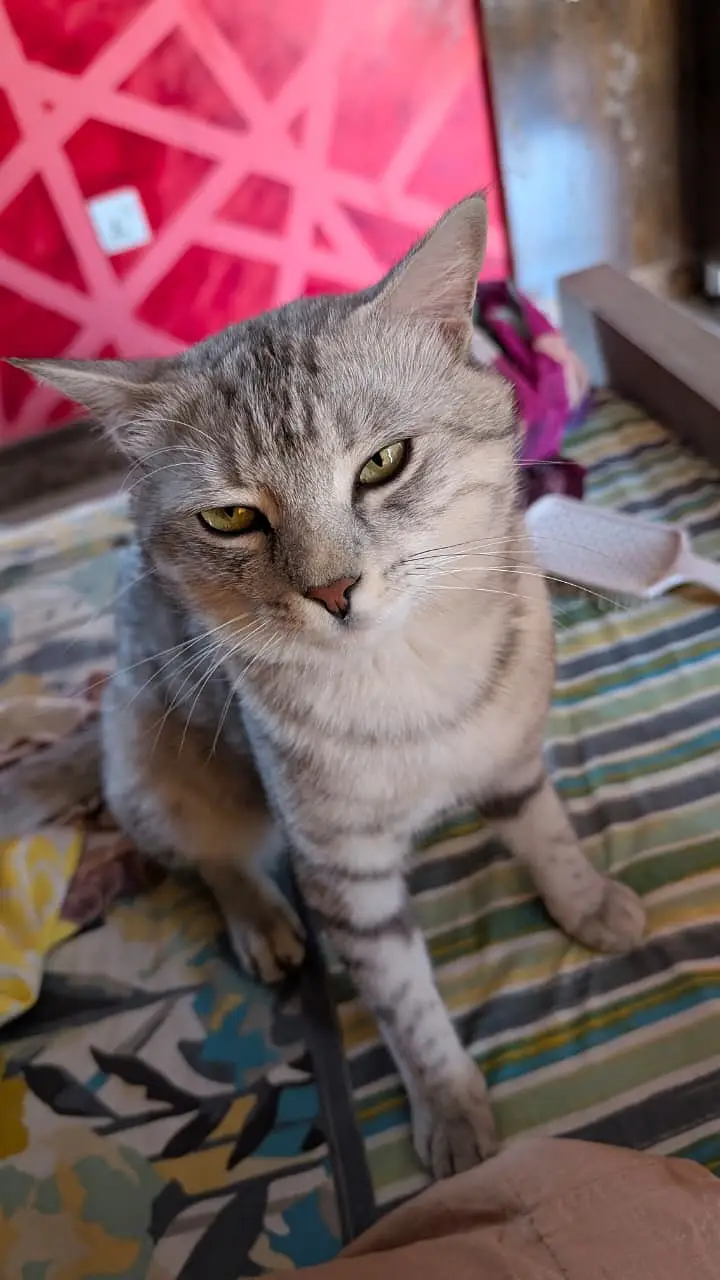 British Short Hair Male Cat / Kitten — photo 3