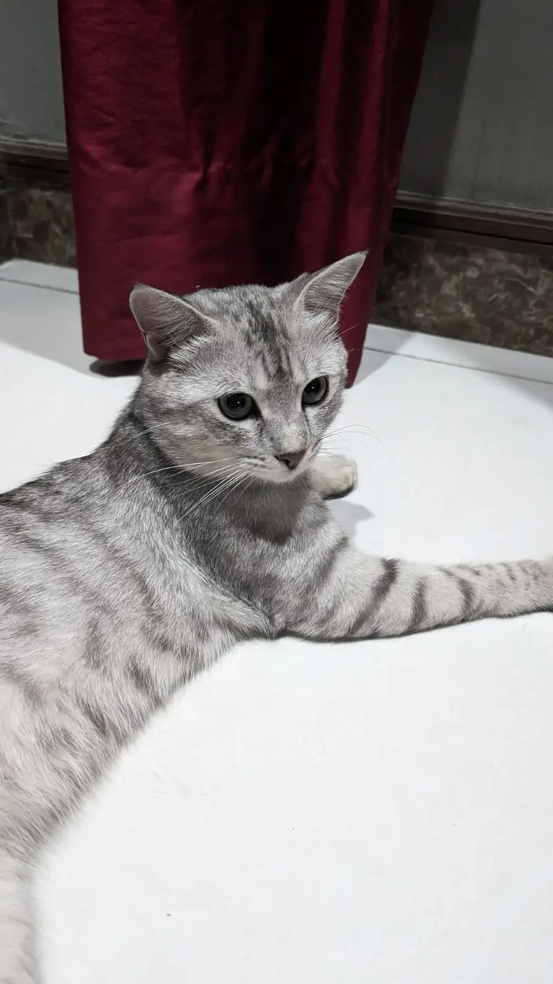 British Short Hair Male Cat / Kitten — photo 5