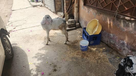 Desi Bakri