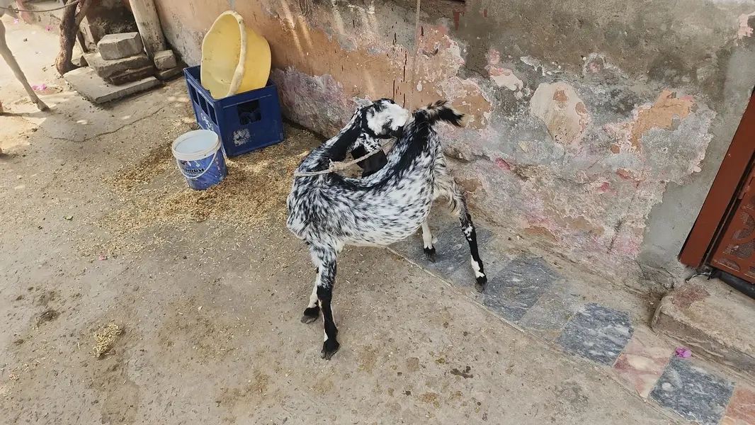 Desi Bakri — photo 2