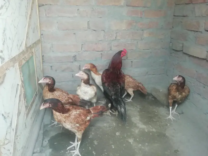 hens for a sale cheap price