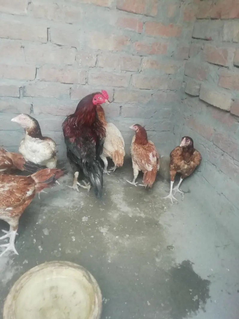 hens for a sale cheap price — photo 2